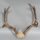 UNMOUNTED STAG ANTLERS, NINE P