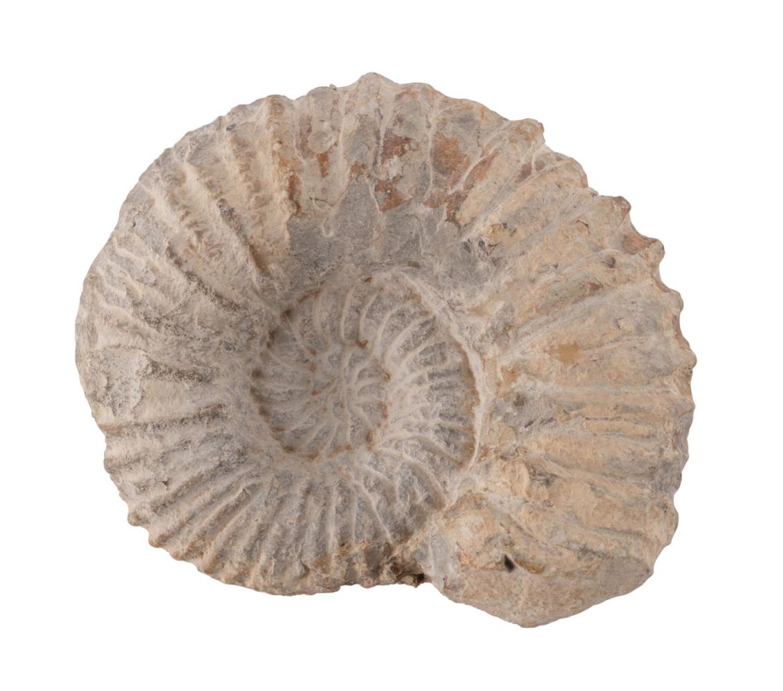 UNPOLISHED AMMONITE SPECIMEN