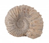 UNPOLISHED AMMONITE SPECIMEN U