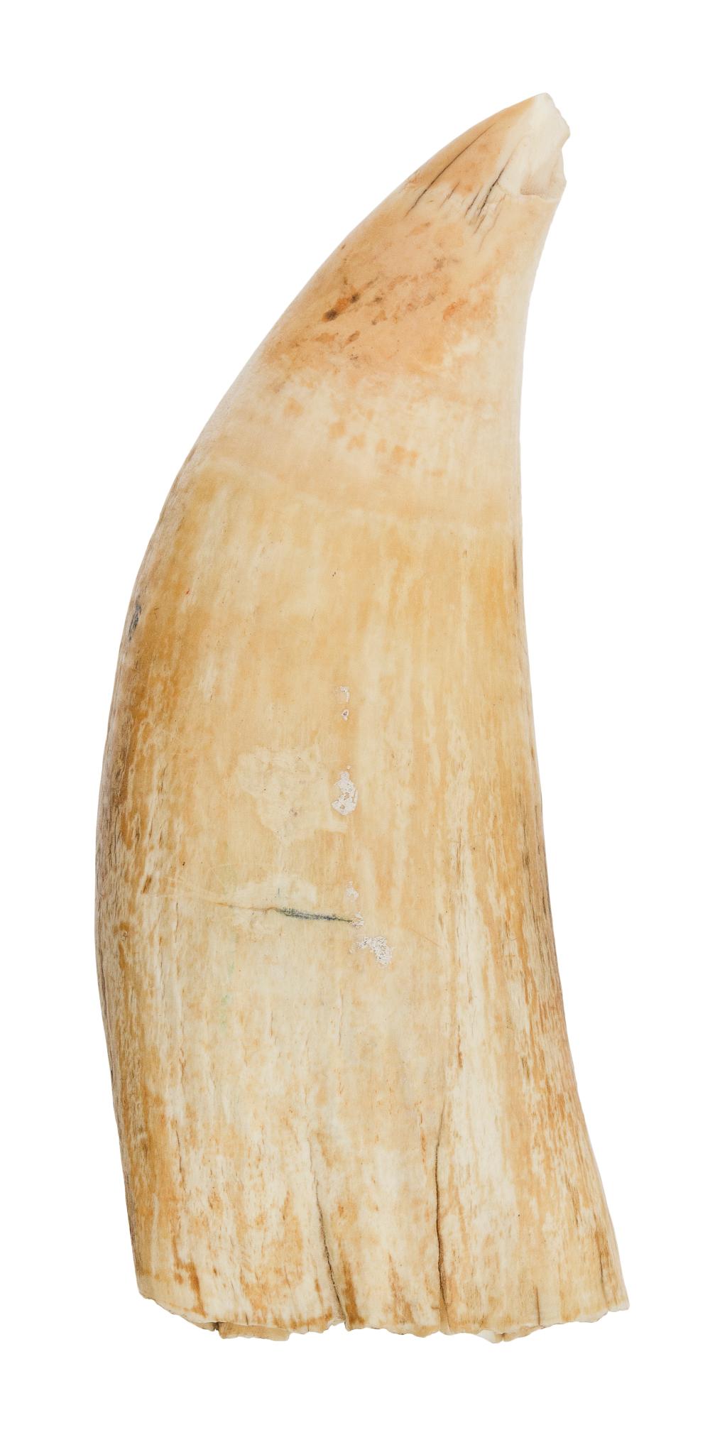 * UNPOLISHED WHALE’S TOOTH LENGTH