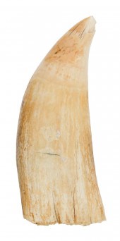 * UNPOLISHED WHALE’S TOOTH LEN