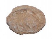 UNUSUAL FOSSIL PLESIOSAUR TOOT