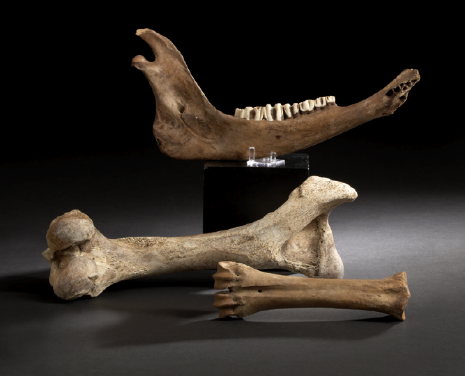 Unusual Group of Three Fossils of