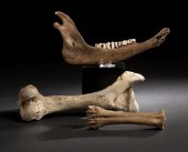 Unusual Group of Three Fossils