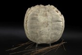 Unusual Intact Upper Turtle Sh