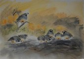 VERN YADON, QUAILS FEEDING, WA