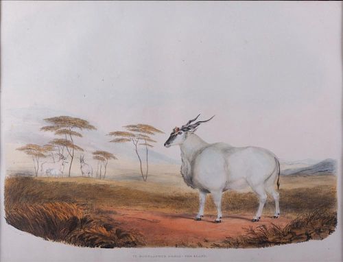 "VI BOSELAPHUS OREAS - THE