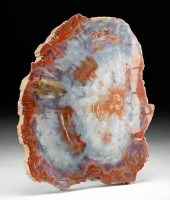 VIBRANT ARIZONA TRIASSIC PETRI