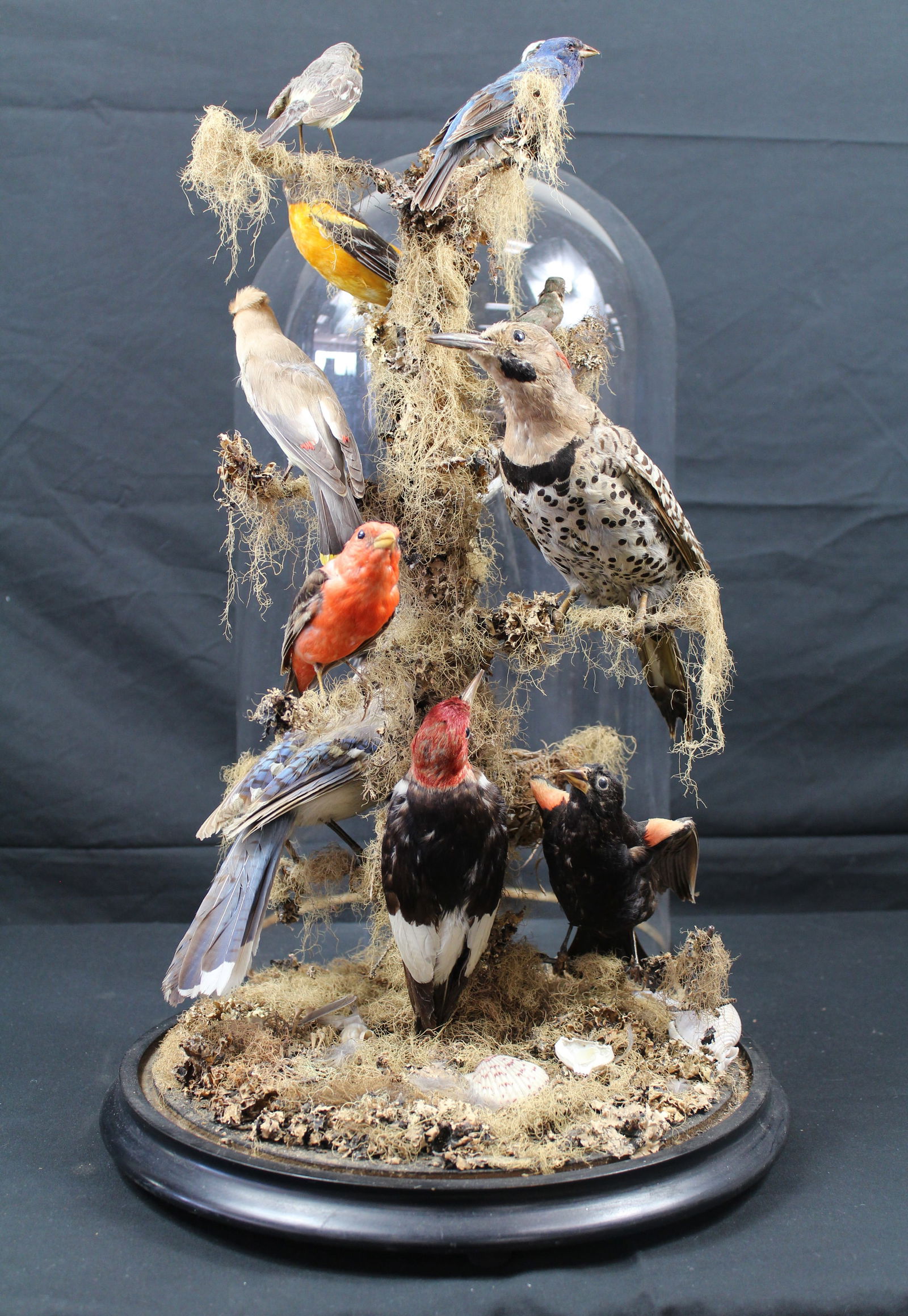 VICTORIAN TAXIDERMY BIRD GROUPING