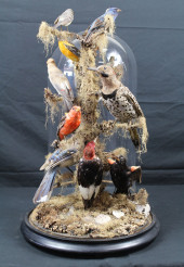 VICTORIAN TAXIDERMY BIRD GROUP