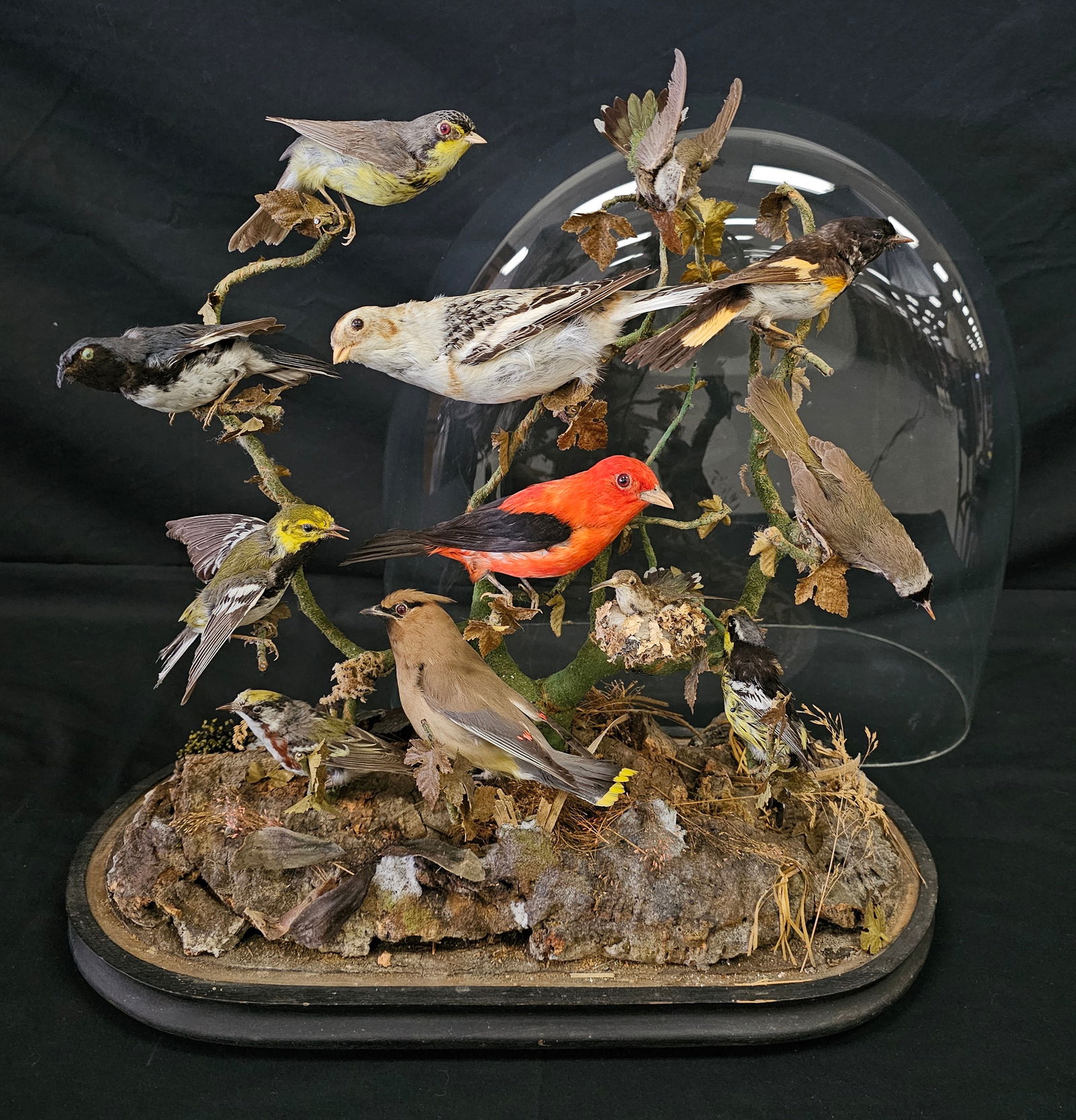 VICTORIAN TAXIDERMY BIRD GROUPING