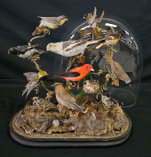 VICTORIAN TAXIDERMY BIRD GROUP