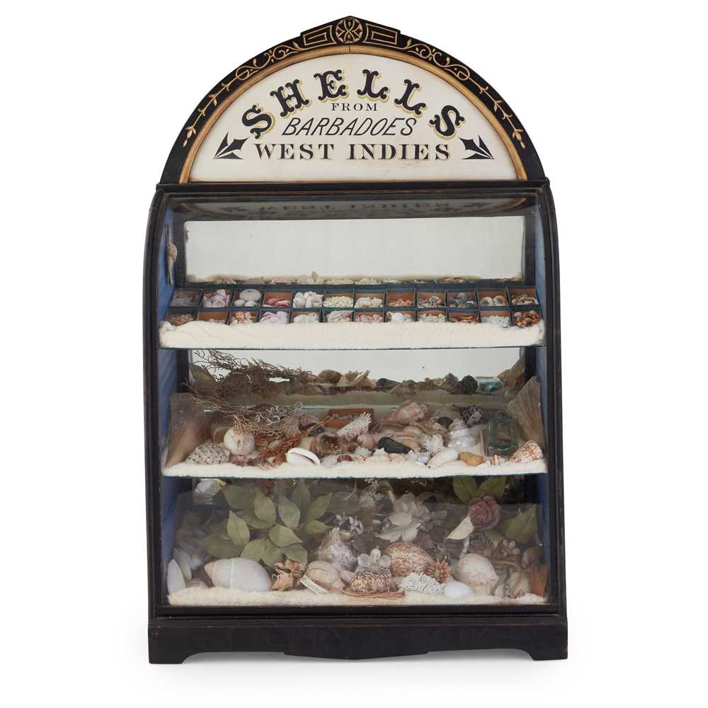 VICTORIAN WEST INDIES SHELL DISPLAY