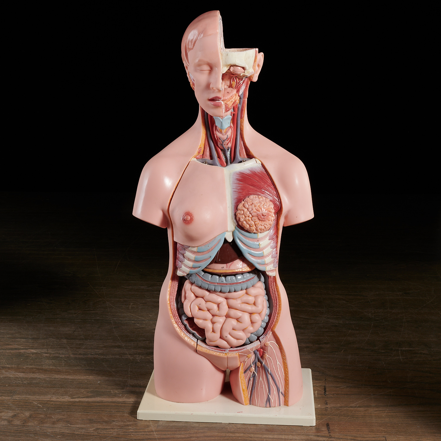 VINTAGE +3B SCIENTIFIC FEMALE