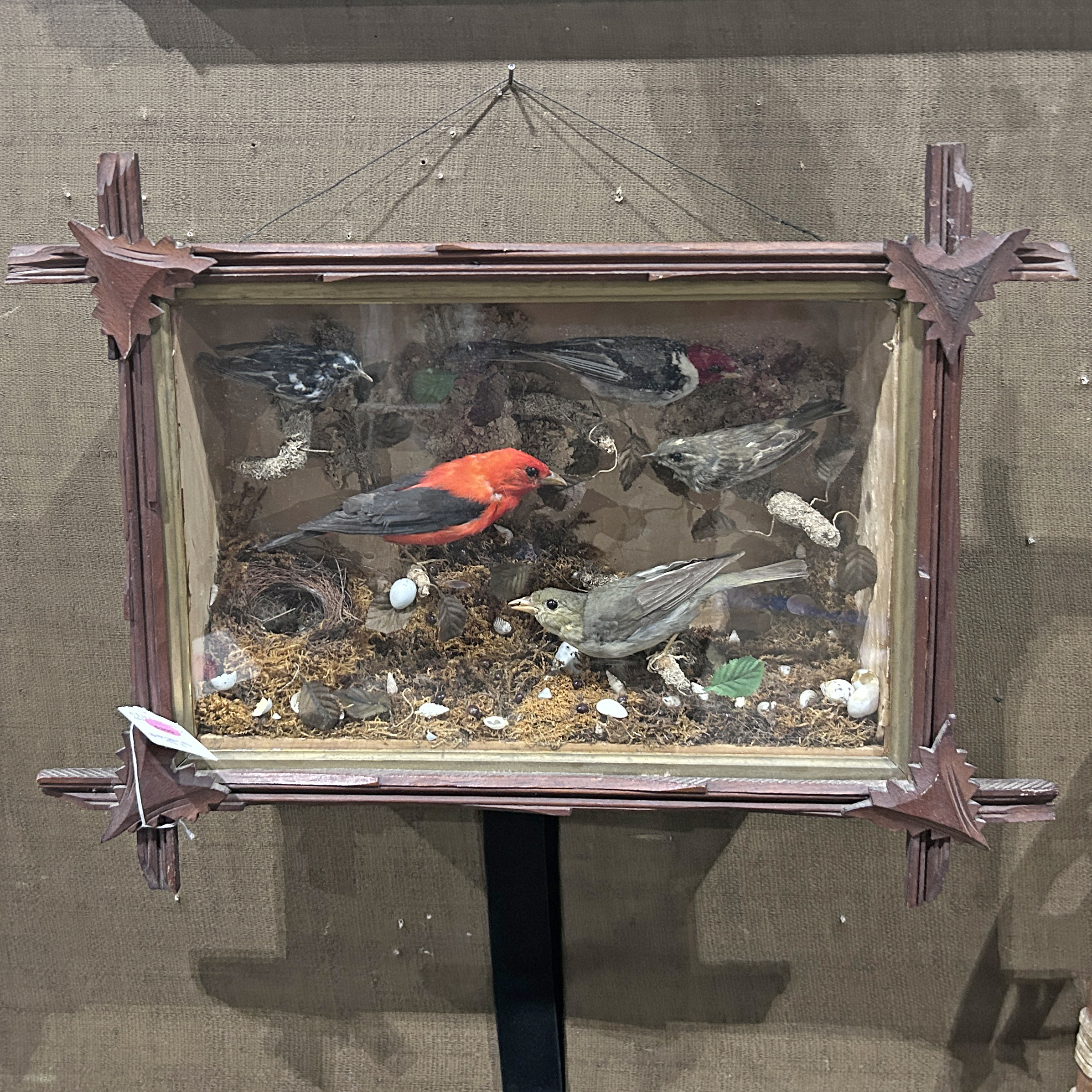 VINTAGE BIRD DIORAMA DISPLAYING