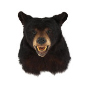 VINTAGE BLACK BEAR HEAD MOUNT
