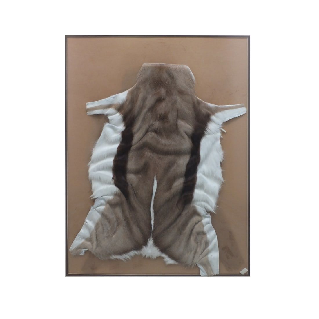 VINTAGE DEER SKIN TAXIDERMY
