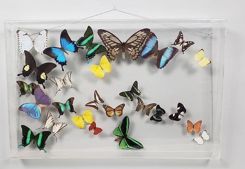 VINTAGE FRAMED COLLECTION OF EXOTIC