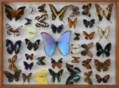 VINTAGE FRAMED COLLECTION OF E
