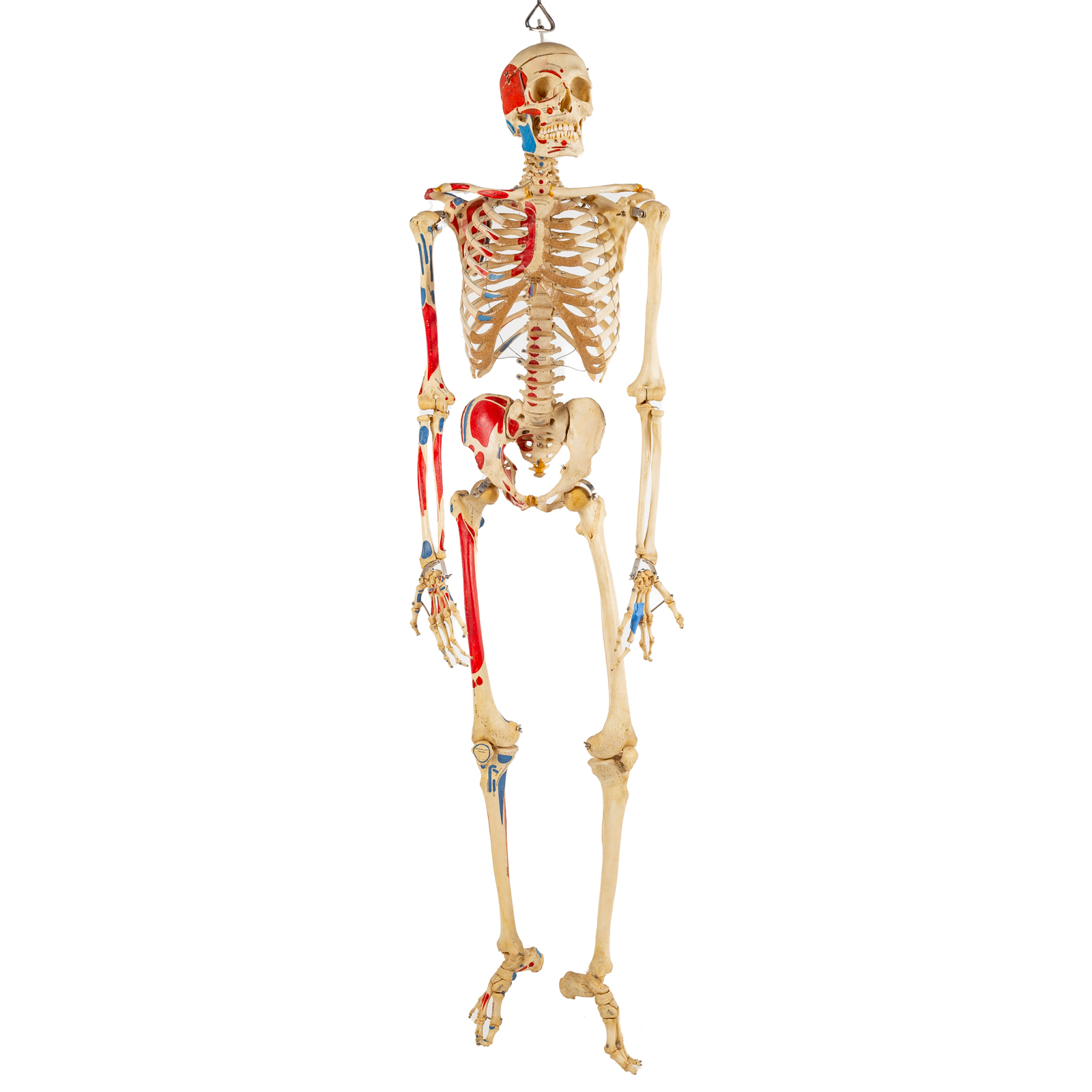 VINTAGE HUMAN SKELETON FOR