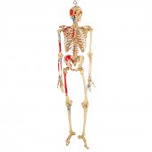VINTAGE HUMAN SKELETON FOR EDU
