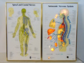 VINTAGE MEDICAL DISPLAY BY VIS