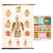 VINTAGE MEDICAL POSTER JAWS, T