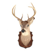 VINTAGE WHITE-TAILED DEER HEAD