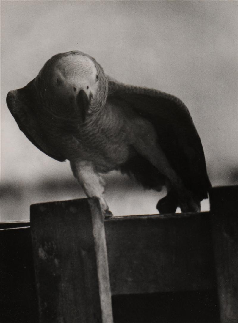 W. EUGENE SMITH (1918-1978):