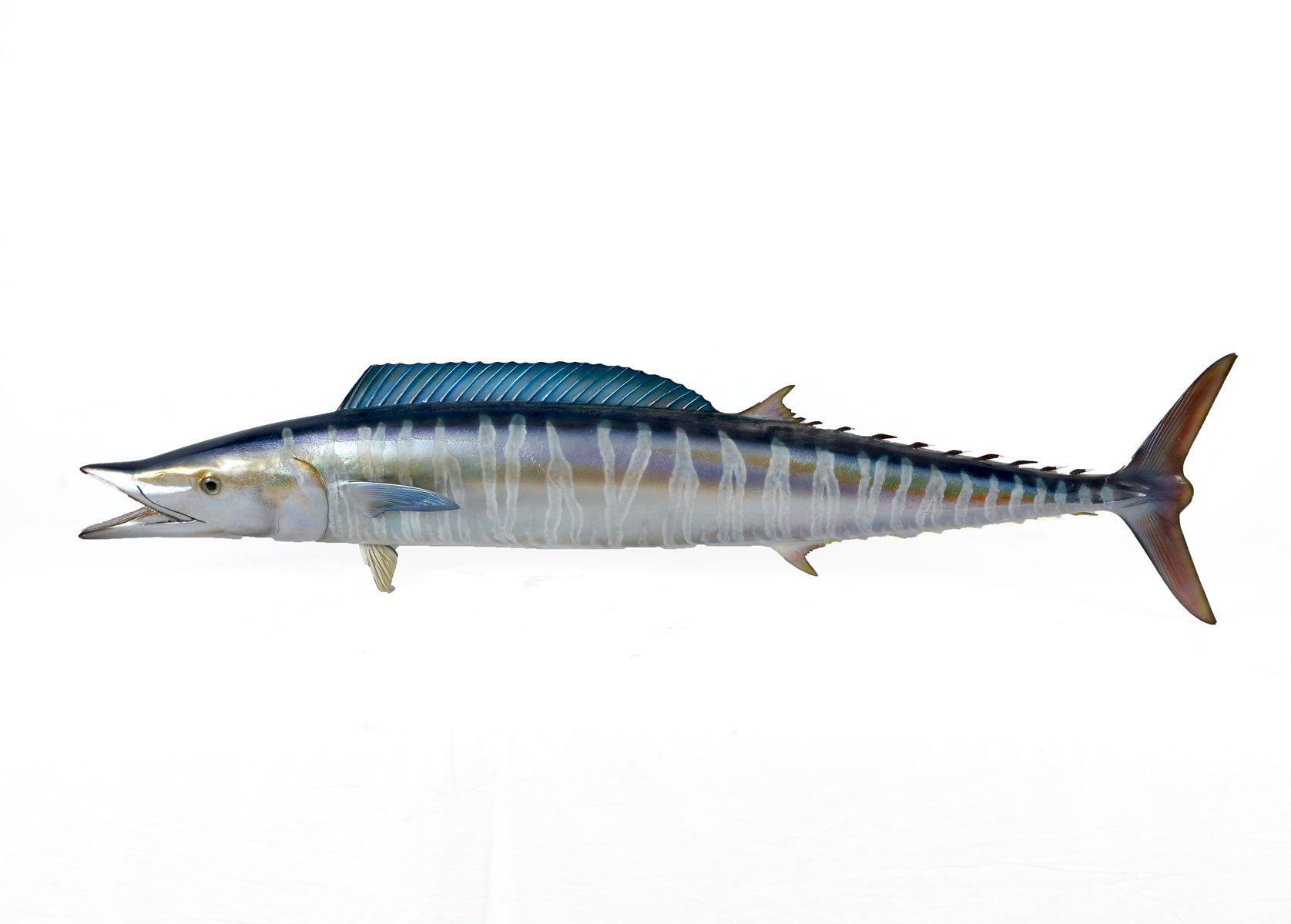 WAHOO FISH WALL SCULPTURE: Molded