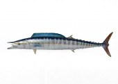 WAHOO FISH WALL SCULPTURE: Mol