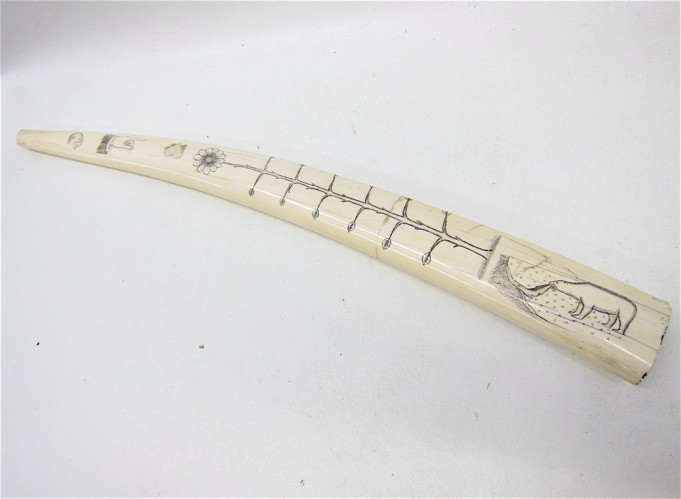 WALRUS IVORY TUSK scrimshawed