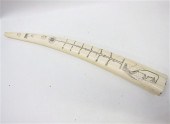 WALRUS IVORY TUSK scrimshawed