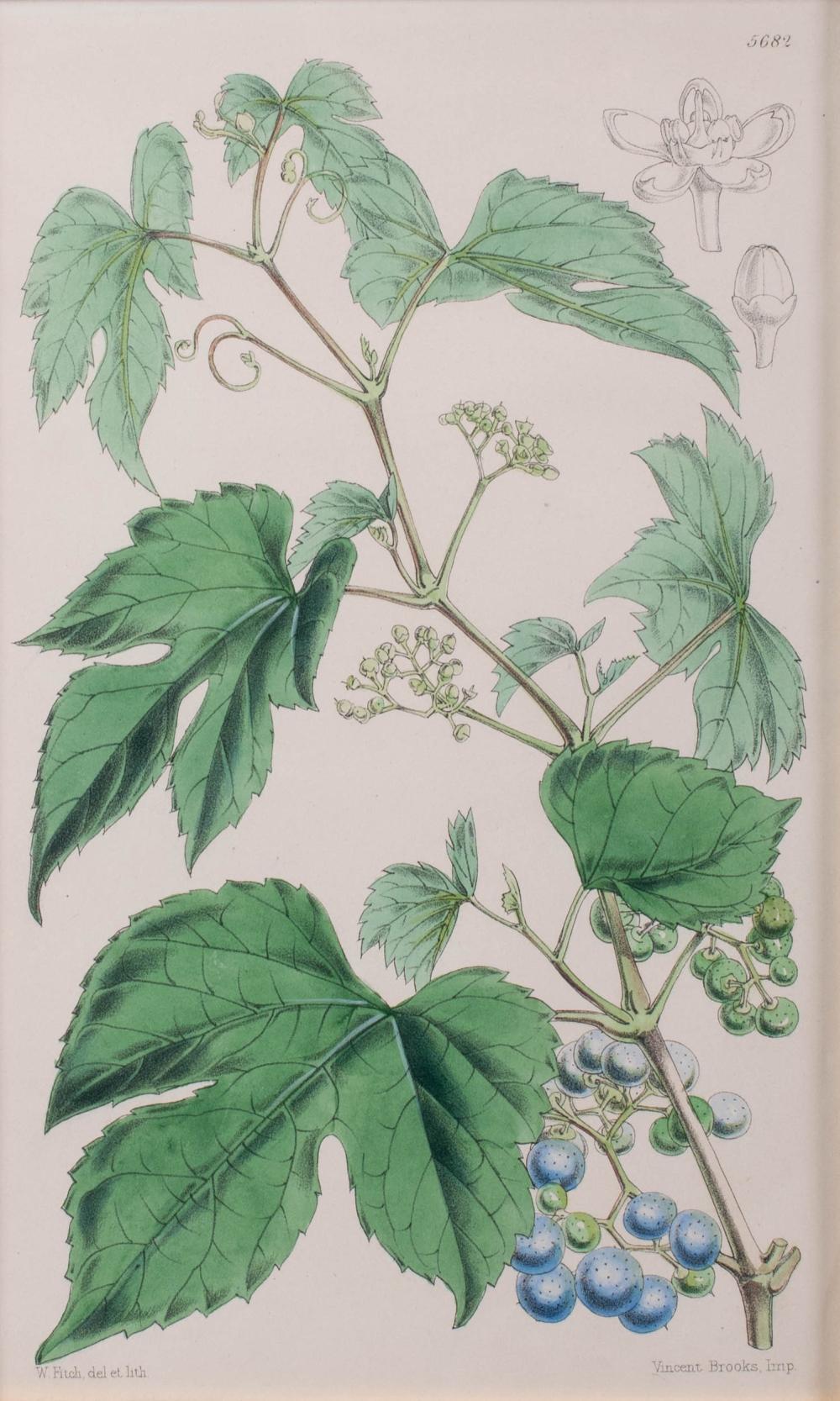 WALTER HOOD FITCH, BRITISH