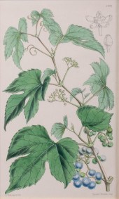 WALTER HOOD FITCH, BRITISH 181