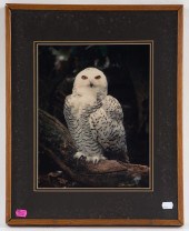 WALTER KARPYNKA. "SNOWY OWL,"