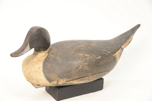 WARD BROTHERS PINTAIL DRAKE