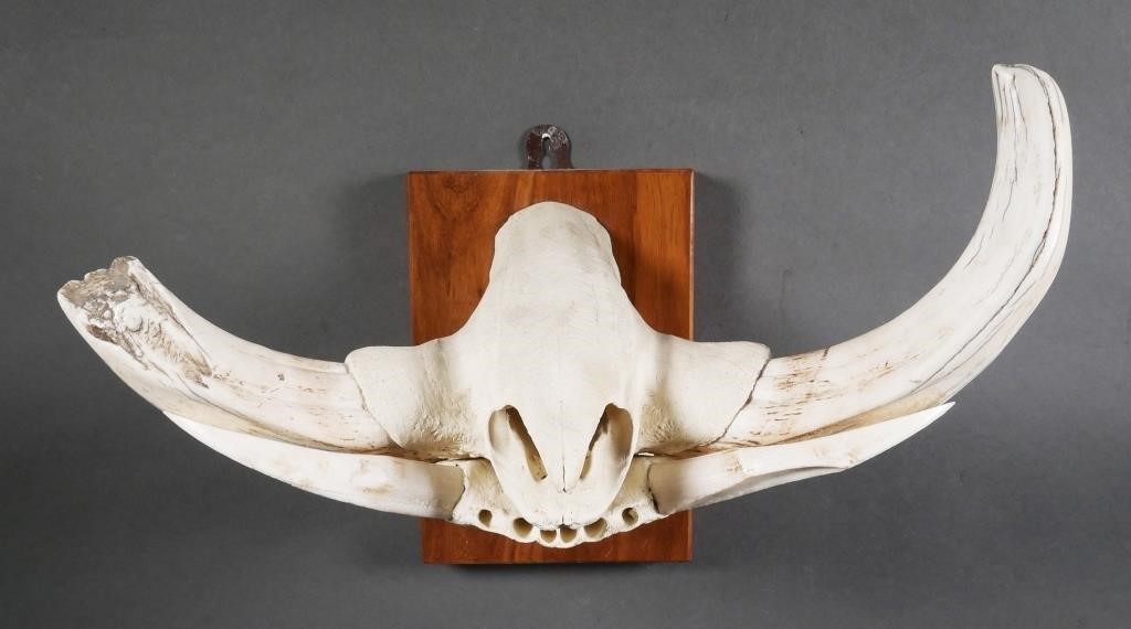 WARTHOG MOUNT TROPHYPartial skull
