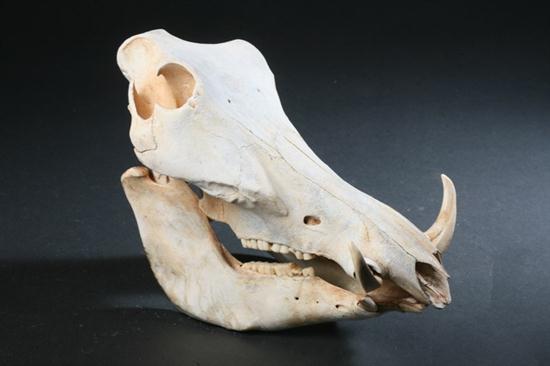 WARTHOG SKULL. - 7 1/2 in. high x