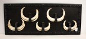 WARTHOG TUSKS WALL PLAQUE, FEA