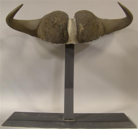 WATER BUFFALO HORNS mounted on a