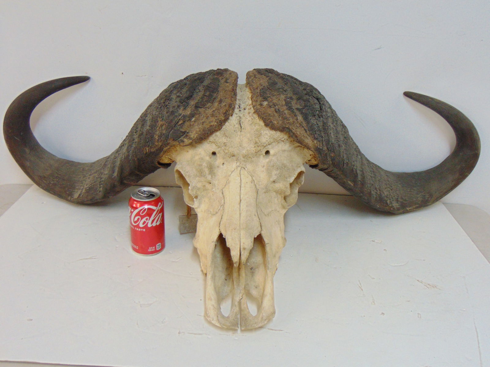 WATER BUFFALO SKULL WITH LARGE