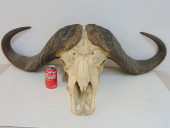 WATER BUFFALO SKULL WITH LARGE