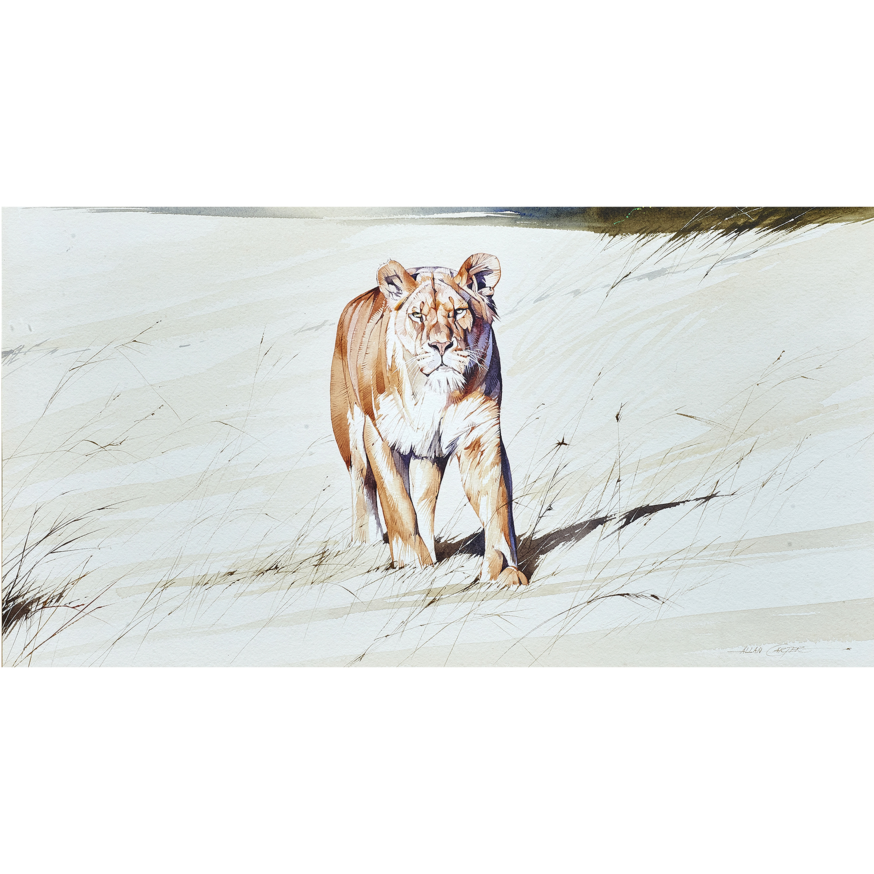WATERCOLOR, ALLAN CARTER Allan