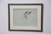 WATERCOLOR OF A BIRD BY CONRAD