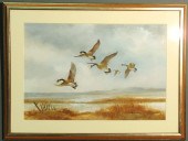 Watercolor painting of a Delaw
