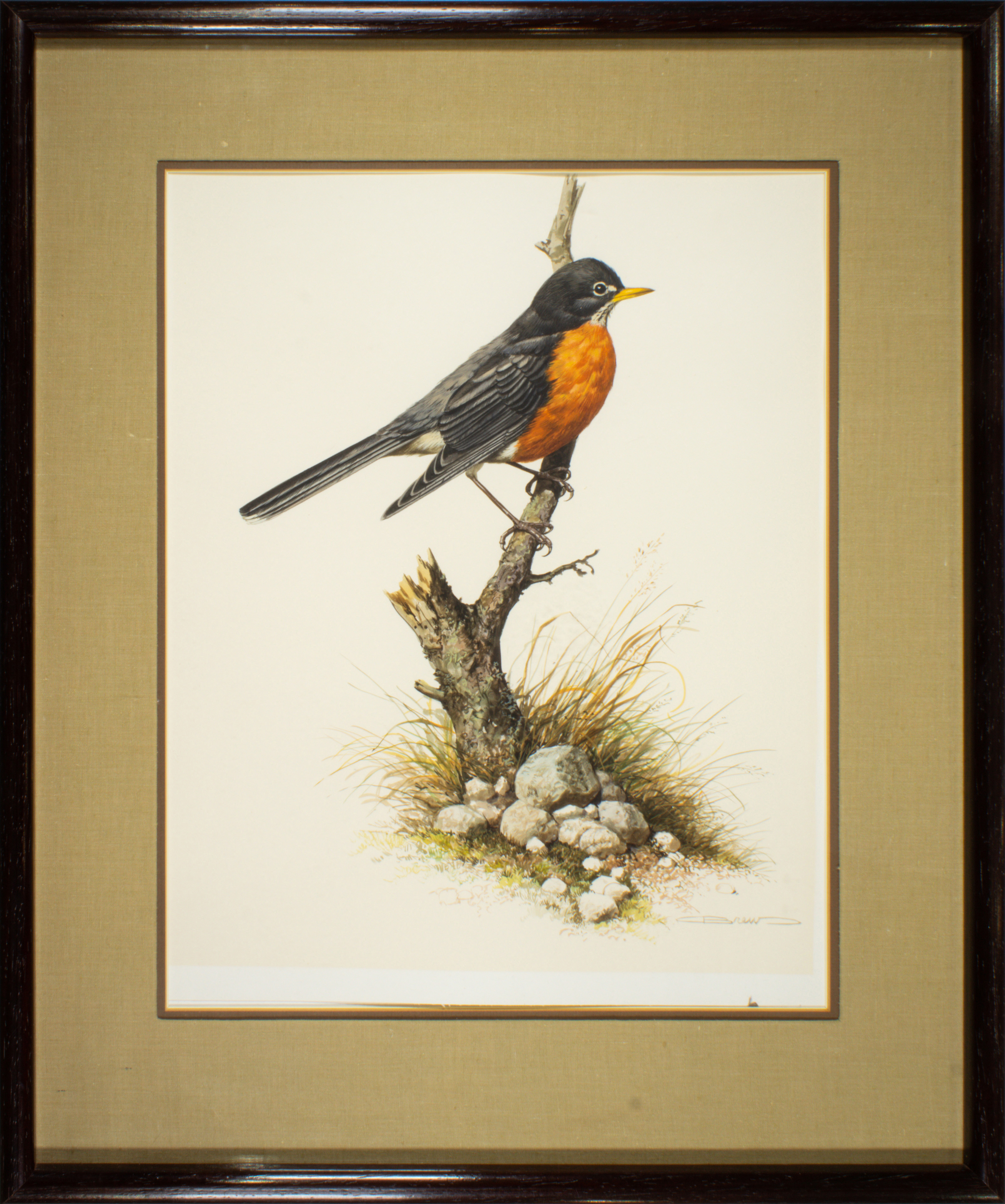 WATERCOLOR, RED BREASTED ROBIN