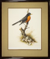 WATERCOLOR, RED BREASTED ROBIN