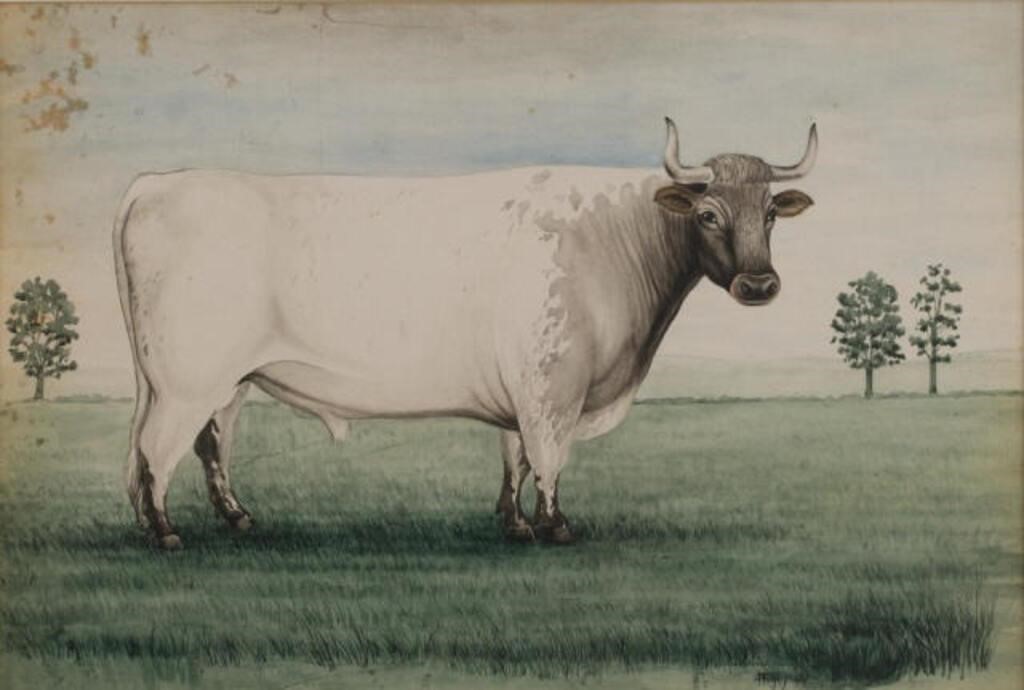 WATERCOLOUR OF A BULL IN PASTUREA