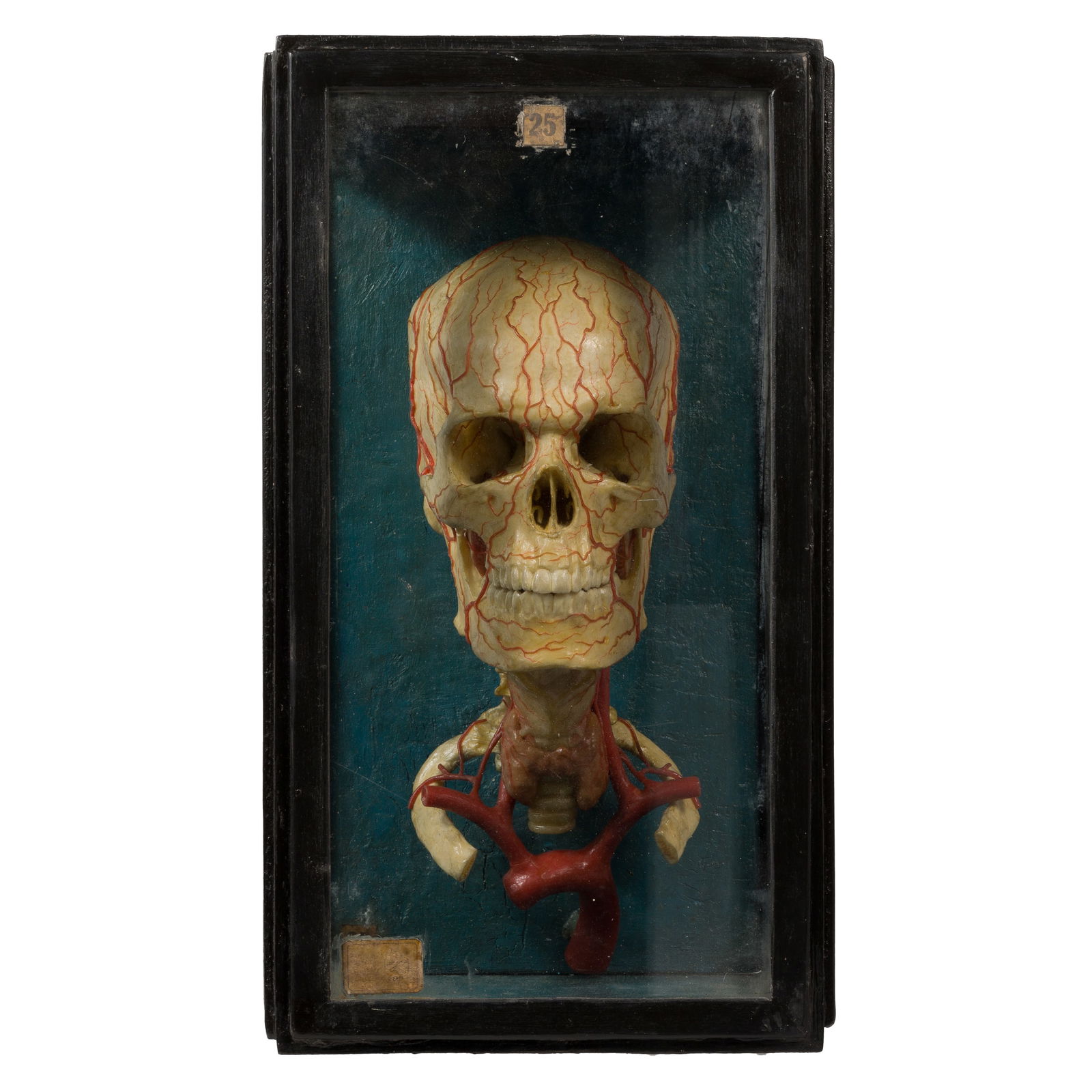 WAX ANATOMICAL HUMAN SKULL MODELWax